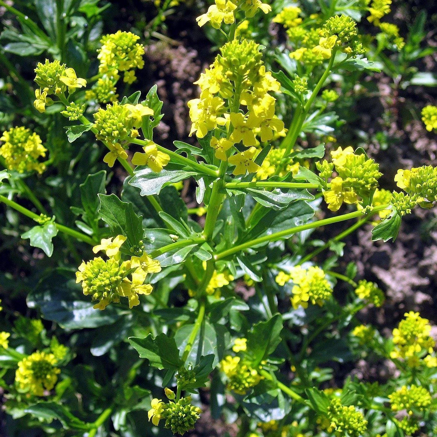 FuturePlanter Barbarakraut (Barbarea Vulgaris) 8 FuturePlanter Barbarakraut (Barbarea Vulgaris)