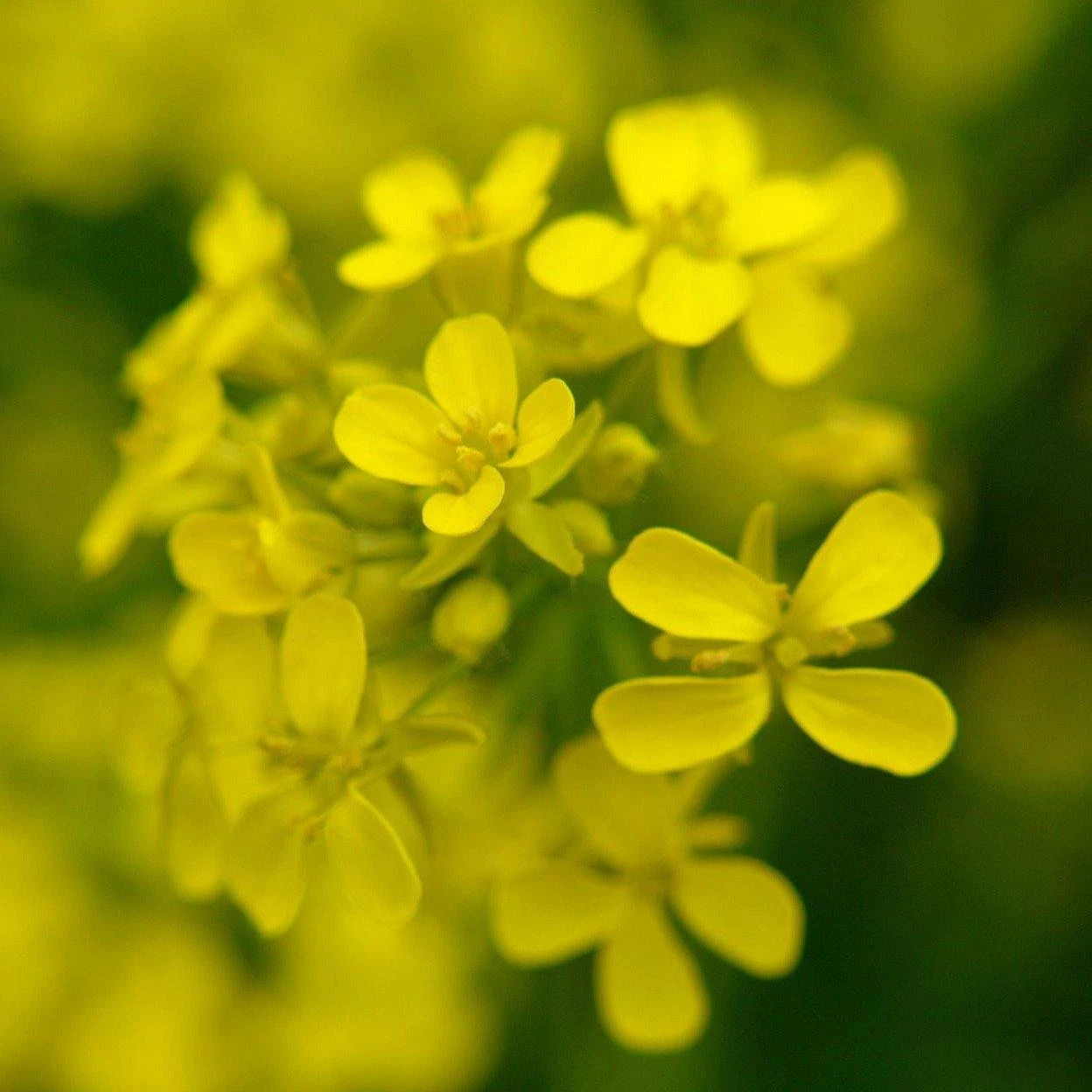 FuturePlanter Barbarakraut (Barbarea Vulgaris) 2 FuturePlanter Barbarakraut (Barbarea Vulgaris)