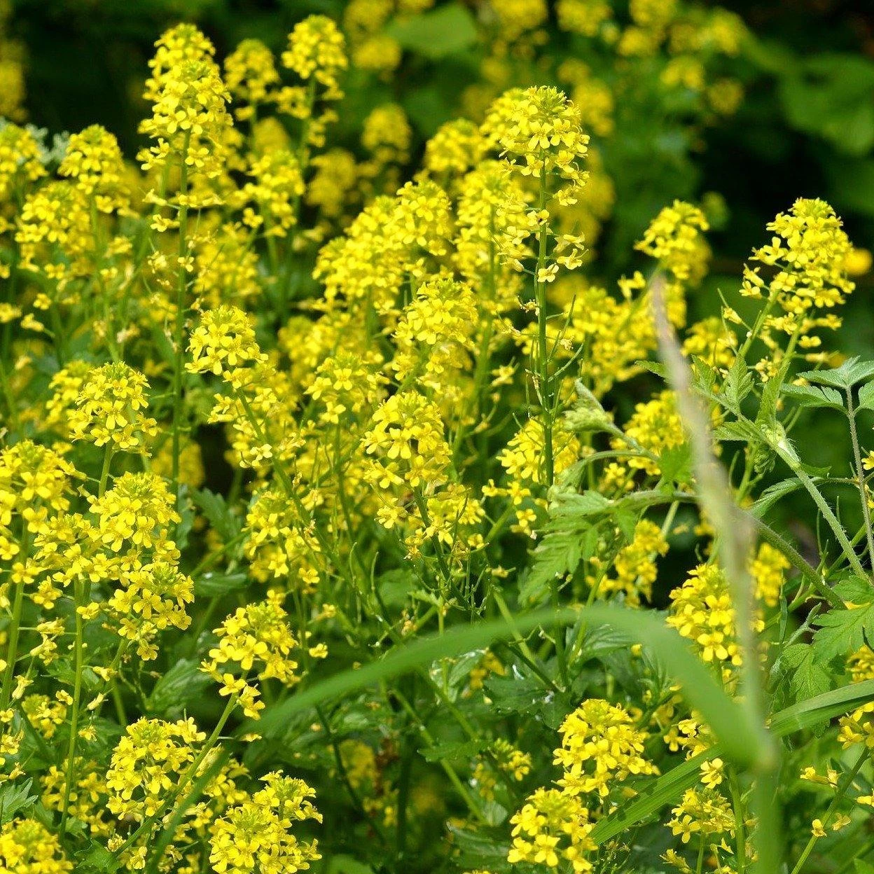 FuturePlanter Barbarakraut (Barbarea Vulgaris) 1 FuturePlanter Barbarakraut (Barbarea Vulgaris)