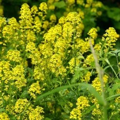 FuturePlanter Alle Pflanzen Im Shop "Basel Stadt" Wildstauden-Set 9 FuturePlanter Alle Pflanzen Im Shop