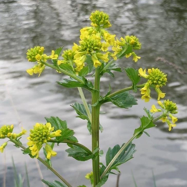 FuturePlanter Barbarakraut (Barbarea Vulgaris) 6 FuturePlanter Barbarakraut (Barbarea Vulgaris)