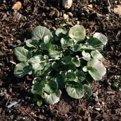 FuturePlanter Barbarakraut (Barbarea Vulgaris) 14 FuturePlanter Barbarakraut (Barbarea Vulgaris)