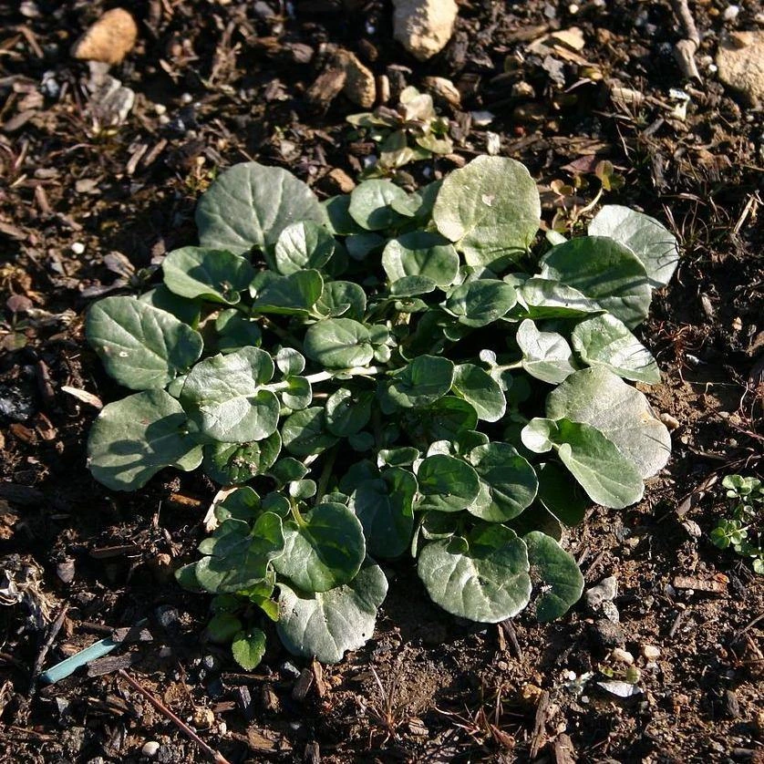 FuturePlanter Barbarakraut (Barbarea Vulgaris) 7 FuturePlanter Barbarakraut (Barbarea Vulgaris)