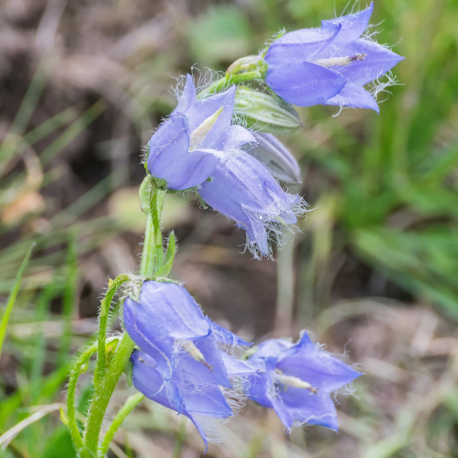 FuturePlanter Bärtige Glockenblume (Campanula Barbata) 3 FuturePlanter Bärtige Glockenblume (Campanula Barbata)