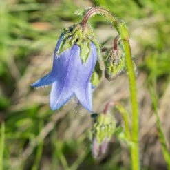 FuturePlanter Bärtige Glockenblume (Campanula Barbata)
