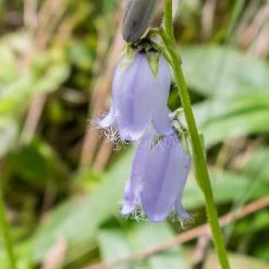 FuturePlanter Bärtige Glockenblume (Campanula Barbata) 12 FuturePlanter Bärtige Glockenblume (Campanula Barbata)