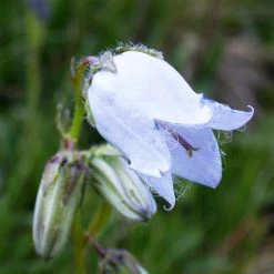FuturePlanter Bärtige Glockenblume (Campanula Barbata) 15 FuturePlanter Bärtige Glockenblume (Campanula Barbata)
