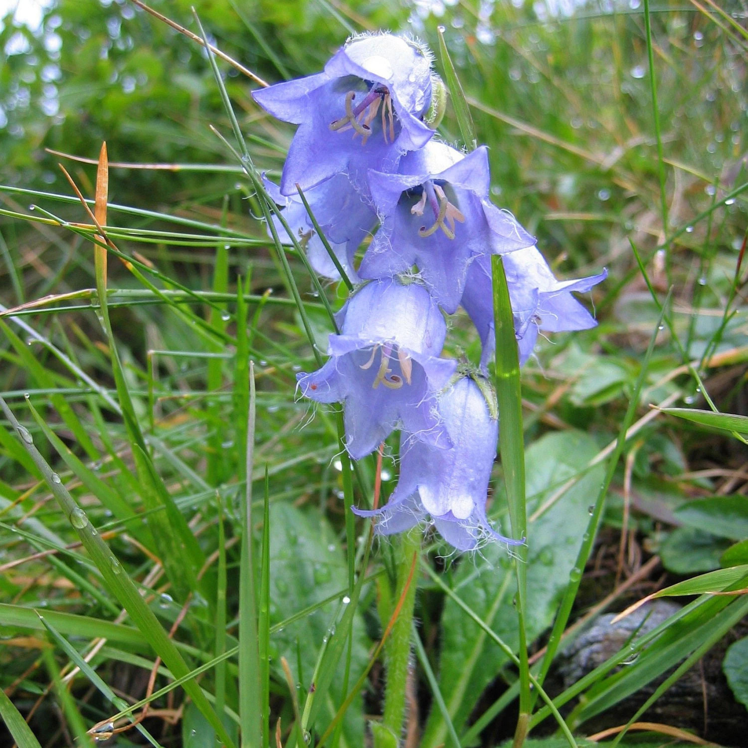FuturePlanter Bärtige Glockenblume (Campanula Barbata) 4 FuturePlanter Bärtige Glockenblume (Campanula Barbata)
