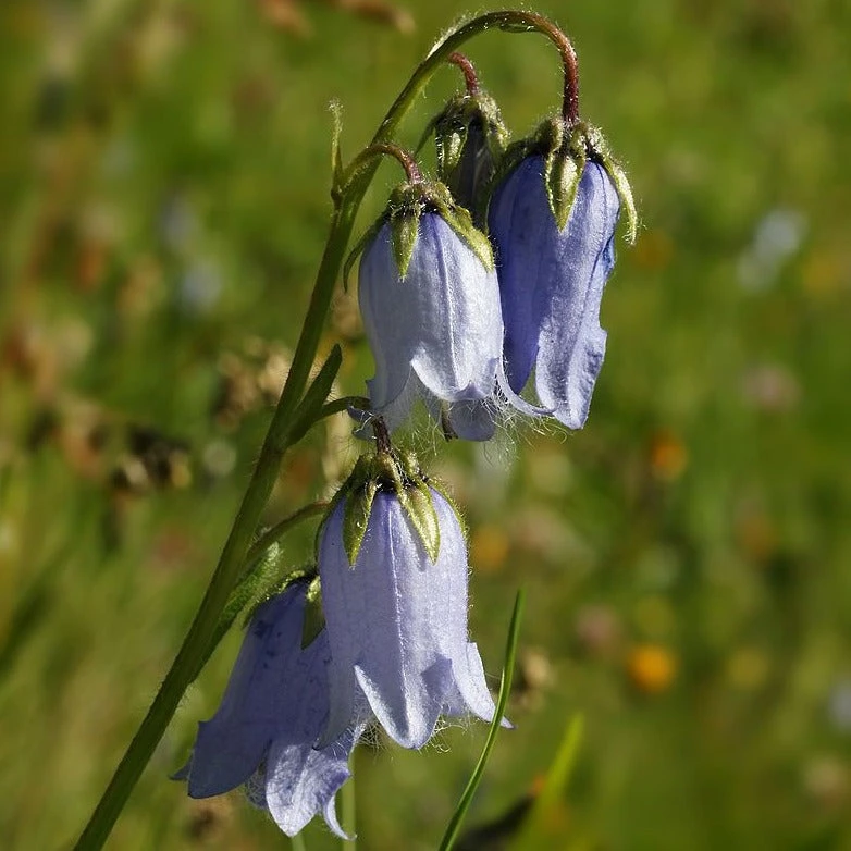 FuturePlanter Bärtige Glockenblume (Campanula Barbata) 7 FuturePlanter Bärtige Glockenblume (Campanula Barbata)