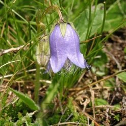 FuturePlanter Bärtige Glockenblume (Campanula Barbata) 13 FuturePlanter Bärtige Glockenblume (Campanula Barbata)