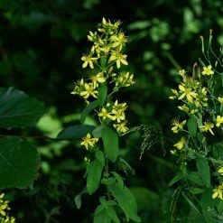 FuturePlanter Behaartes Johanniskraut (Hypericum Hirsutum) 14 FuturePlanter Behaartes Johanniskraut (Hypericum Hirsutum)