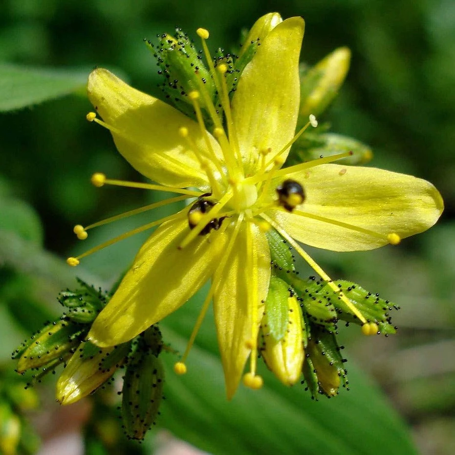 FuturePlanter Behaartes Johanniskraut (Hypericum Hirsutum) 1 FuturePlanter Behaartes Johanniskraut (Hypericum Hirsutum)