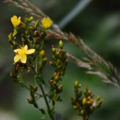 FuturePlanter Behaartes Johanniskraut (Hypericum Hirsutum) 13 FuturePlanter Behaartes Johanniskraut (Hypericum Hirsutum)
