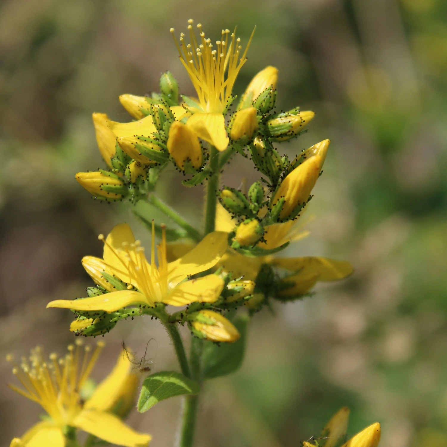 FuturePlanter Behaartes Johanniskraut (Hypericum Hirsutum) 3 FuturePlanter Behaartes Johanniskraut (Hypericum Hirsutum)