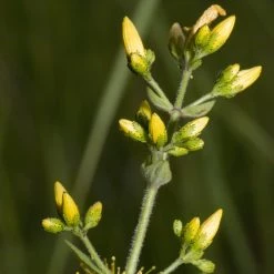 FuturePlanter Behaartes Johanniskraut (Hypericum Hirsutum) 12 FuturePlanter Behaartes Johanniskraut (Hypericum Hirsutum)