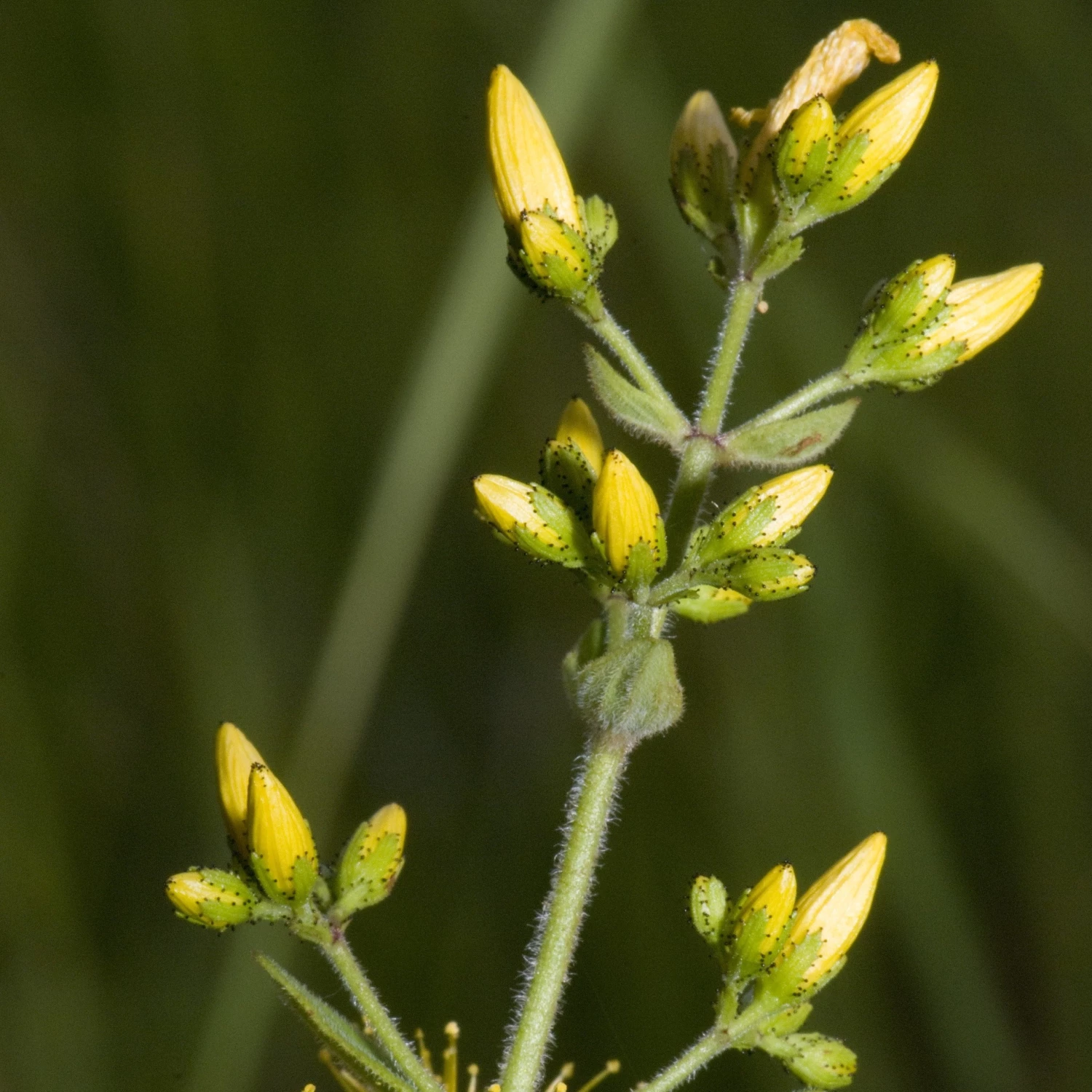 FuturePlanter Behaartes Johanniskraut (Hypericum Hirsutum) 5 FuturePlanter Behaartes Johanniskraut (Hypericum Hirsutum)