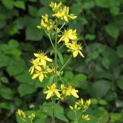 FuturePlanter Behaartes Johanniskraut (Hypericum Hirsutum) 11 FuturePlanter Behaartes Johanniskraut (Hypericum Hirsutum)