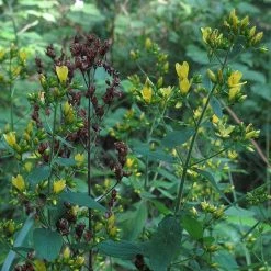 FuturePlanter Behaartes Johanniskraut (Hypericum Hirsutum) 15 FuturePlanter Behaartes Johanniskraut (Hypericum Hirsutum)