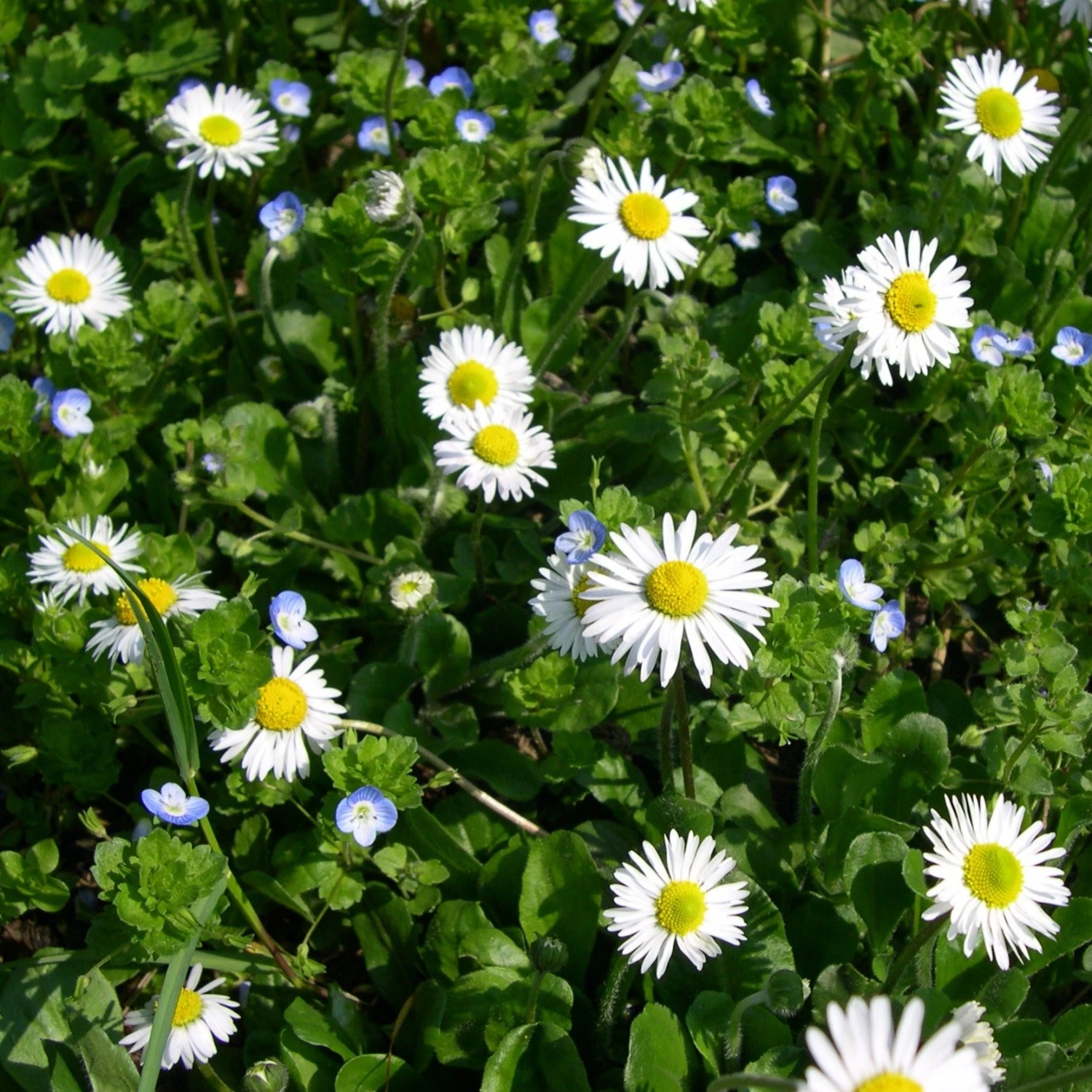 FuturePlanter Alle Pflanzen Im Shop Gänseblümchen (Bellis Perennis) 2 FuturePlanter Alle Pflanzen Im Shop Gänseblümchen (Bellis Perennis)