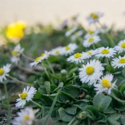 FuturePlanter Alle Pflanzen Im Shop Gänseblümchen (Bellis Perennis) 7 FuturePlanter Alle Pflanzen Im Shop Gänseblümchen (Bellis Perennis)