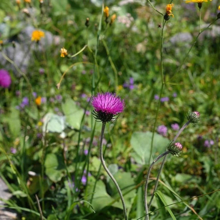 FuturePlanter Berg-Distel (Carduus Defloratus) Alle Pflanzen Im Shop 7 FuturePlanter Berg-Distel (Carduus Defloratus) Alle Pflanzen Im Shop