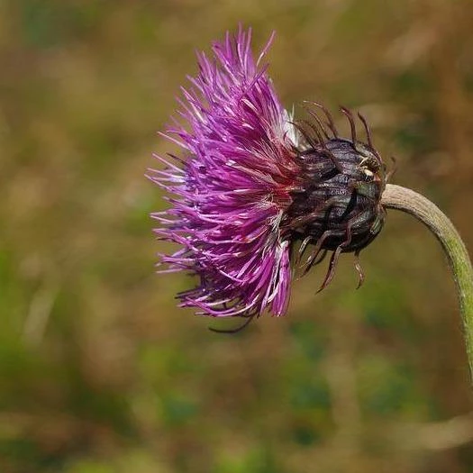 FuturePlanter Berg-Distel (Carduus Defloratus) Alle Pflanzen Im Shop 5 FuturePlanter Berg-Distel (Carduus Defloratus) Alle Pflanzen Im Shop