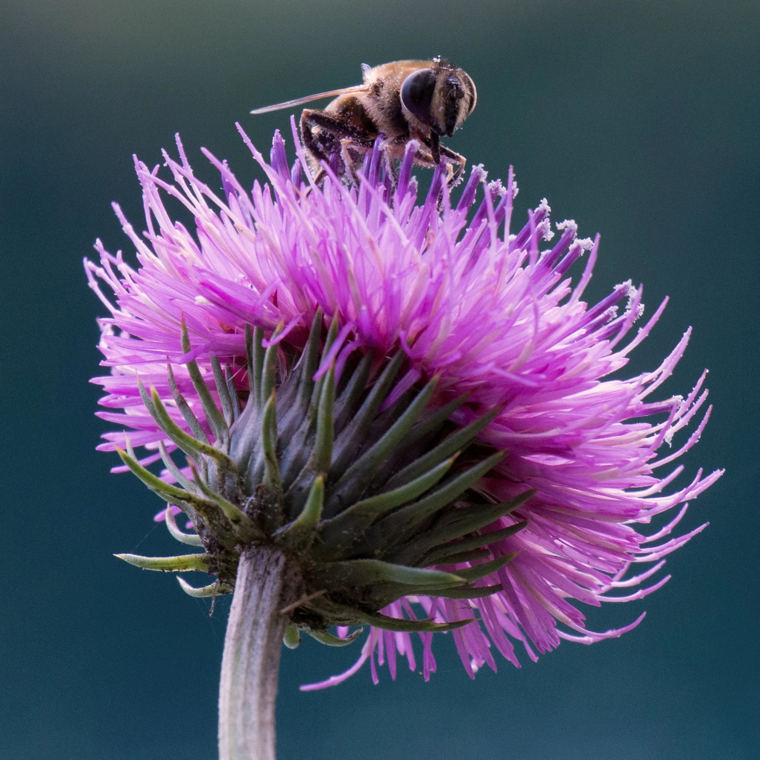 FuturePlanter Berg-Distel (Carduus Defloratus) Alle Pflanzen Im Shop 2 FuturePlanter Berg-Distel (Carduus Defloratus) Alle Pflanzen Im Shop