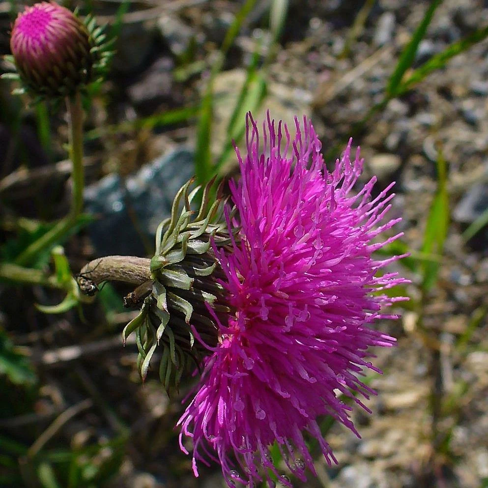 FuturePlanter Berg-Distel (Carduus Defloratus) Alle Pflanzen Im Shop 3 FuturePlanter Berg-Distel (Carduus Defloratus) Alle Pflanzen Im Shop