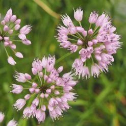 FuturePlanter Berg-Lauch (Allium Lusitanicum) Alle Pflanzen Im Shop