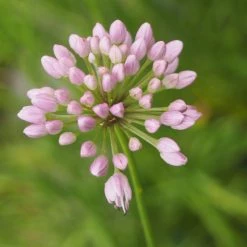 FuturePlanter Berg-Lauch (Allium Lusitanicum) Alle Pflanzen Im Shop