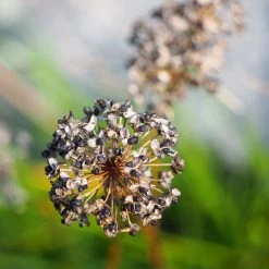 FuturePlanter Berg-Lauch (Allium Lusitanicum) Alle Pflanzen Im Shop