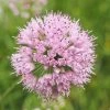 FuturePlanter Berg-Lauch (Allium Lusitanicum) Alle Pflanzen Im Shop