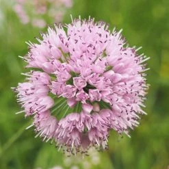 FuturePlanter Berg-Lauch (Allium Lusitanicum) Alle Pflanzen Im Shop