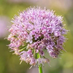 FuturePlanter Berg-Lauch (Allium Lusitanicum) Alle Pflanzen Im Shop