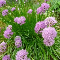 FuturePlanter Berg-Lauch (Allium Lusitanicum) Alle Pflanzen Im Shop