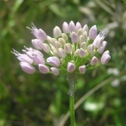 FuturePlanter Berg-Lauch (Allium Lusitanicum) Alle Pflanzen Im Shop