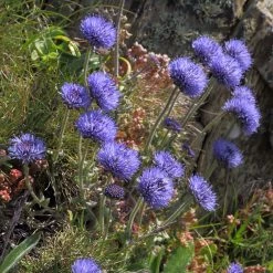 FuturePlanter Berg-Sandglöckchen (Jasione Montana)