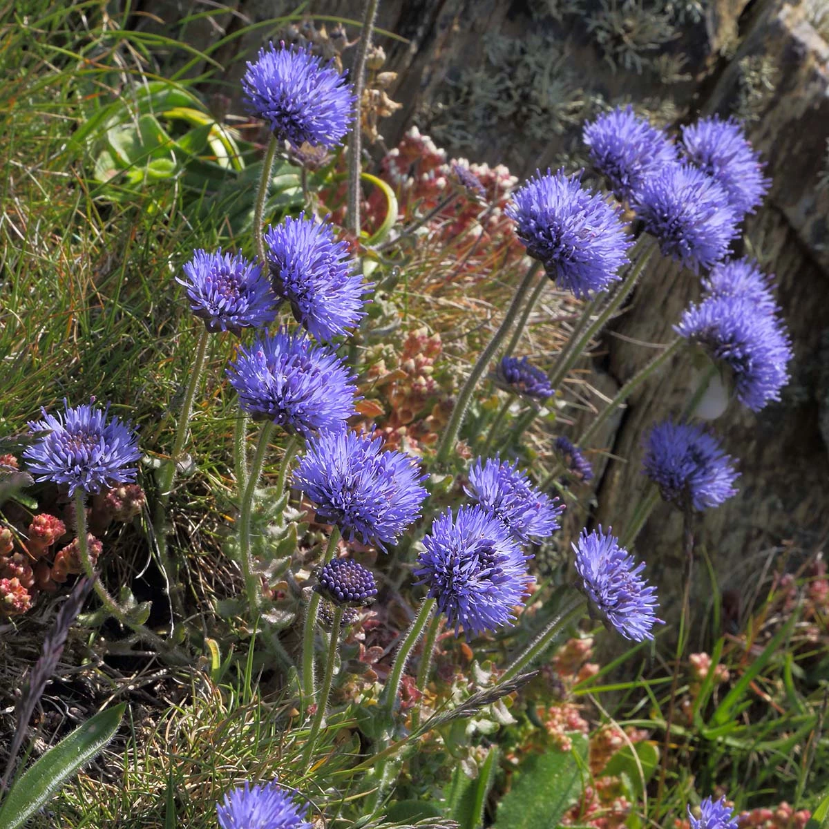 FuturePlanter Berg-Sandglöckchen (Jasione Montana) 2 FuturePlanter Berg-Sandglöckchen (Jasione Montana)