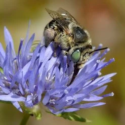 FuturePlanter Berg-Sandglöckchen (Jasione Montana) 11 FuturePlanter Berg-Sandglöckchen (Jasione Montana)