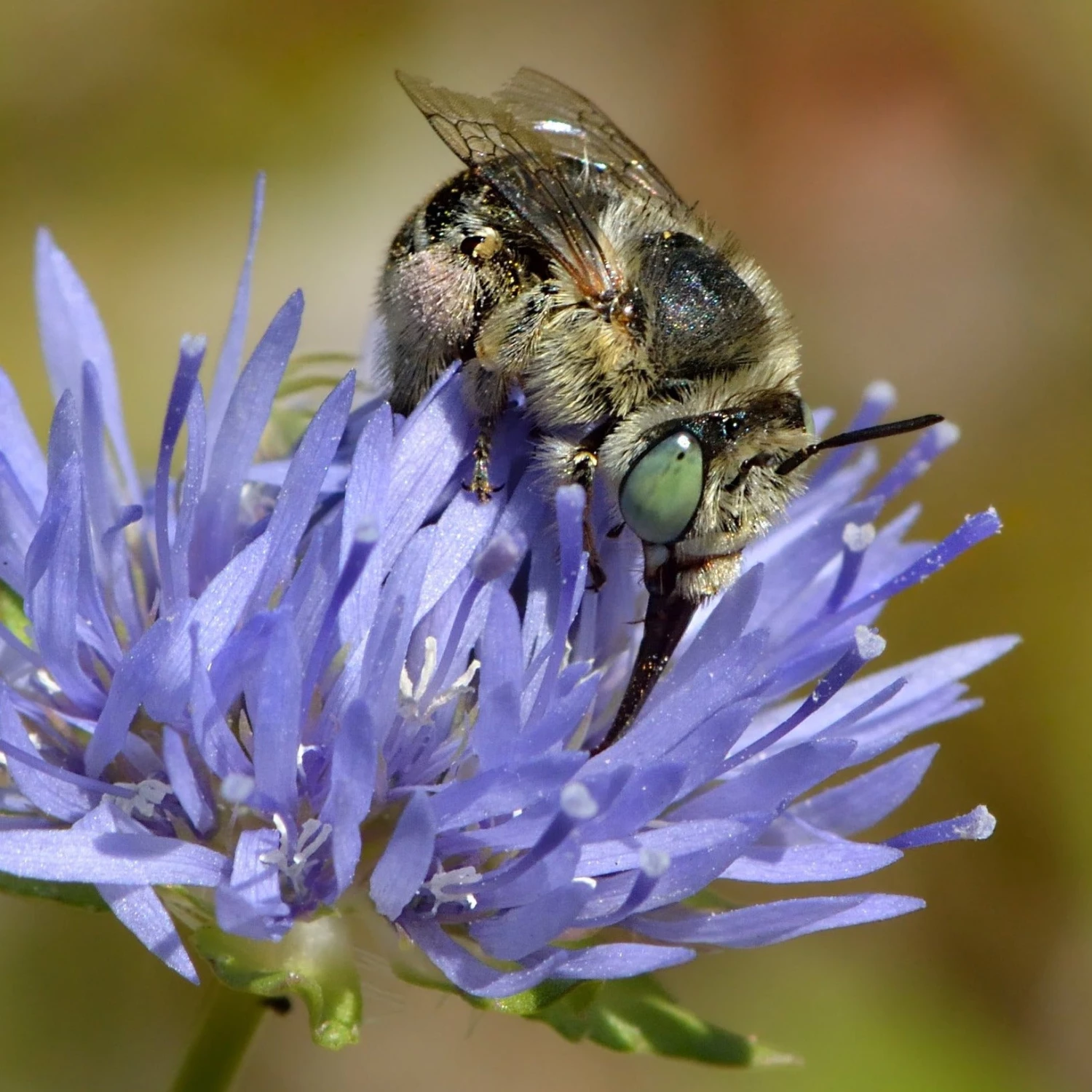 FuturePlanter Berg-Sandglöckchen (Jasione Montana) 4 FuturePlanter Berg-Sandglöckchen (Jasione Montana)