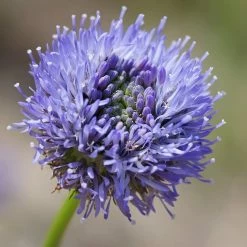 FuturePlanter Berg-Sandglöckchen (Jasione Montana)