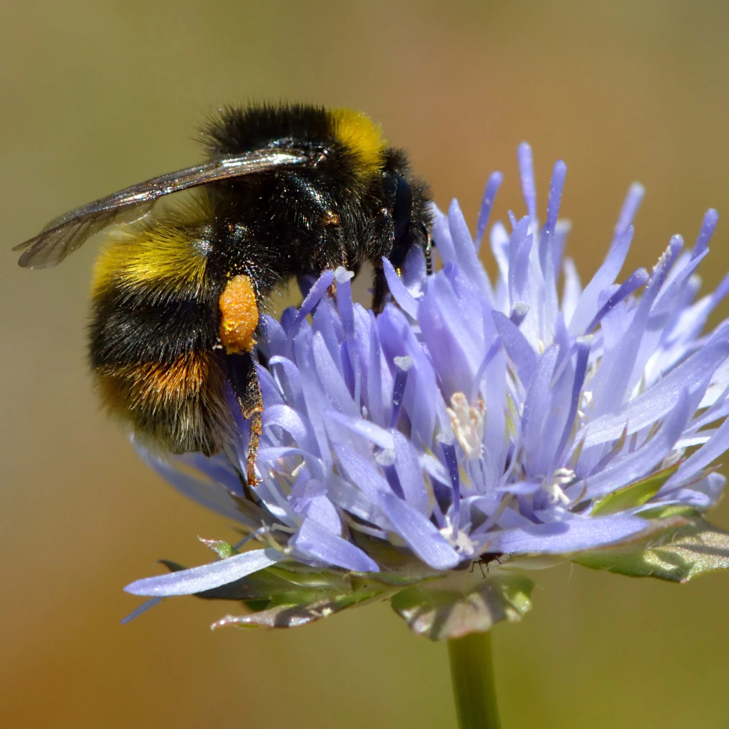 FuturePlanter Berg-Sandglöckchen (Jasione Montana) 3 FuturePlanter Berg-Sandglöckchen (Jasione Montana)