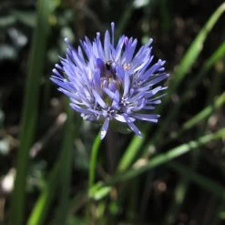 FuturePlanter Berg-Sandglöckchen (Jasione Montana) 13 FuturePlanter Berg-Sandglöckchen (Jasione Montana)