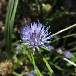 FuturePlanter Berg-Sandglöckchen (Jasione Montana) 12 FuturePlanter Berg-Sandglöckchen (Jasione Montana)