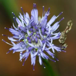 FuturePlanter Berg-Sandglöckchen (Jasione Montana) 15 FuturePlanter Berg-Sandglöckchen (Jasione Montana)