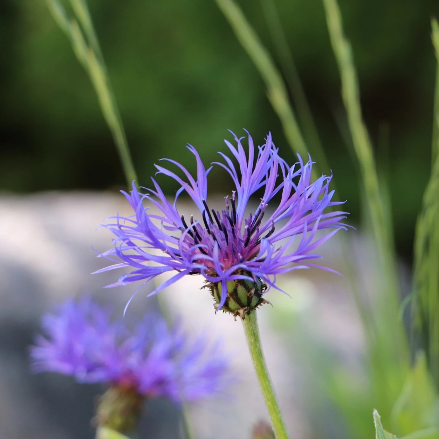 FuturePlanter Alle Pflanzen Im Shop Berg-Flockenblume (Centaurea Montana) 5 FuturePlanter Alle Pflanzen Im Shop Berg-Flockenblume (Centaurea Montana)