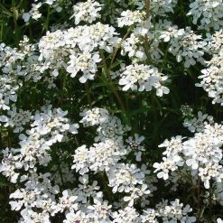 FuturePlanter Bittere Schleifenblume (Iberis Amara) Alle Pflanzen Im Shop