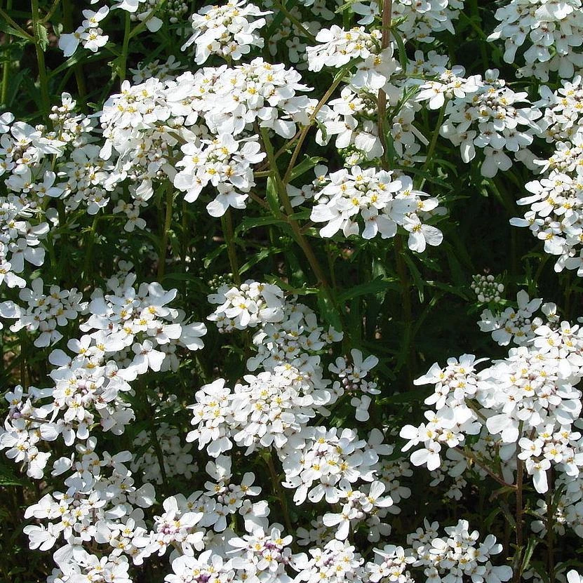 FuturePlanter Bittere Schleifenblume (Iberis Amara) Alle Pflanzen Im Shop 1 FuturePlanter Bittere Schleifenblume (Iberis Amara) Alle Pflanzen Im Shop