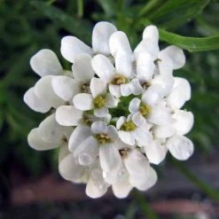 FuturePlanter Bittere Schleifenblume (Iberis Amara) Alle Pflanzen Im Shop 11 FuturePlanter Bittere Schleifenblume (Iberis Amara) Alle Pflanzen Im Shop