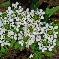 FuturePlanter Bittere Schleifenblume (Iberis Amara) Alle Pflanzen Im Shop 14 FuturePlanter Bittere Schleifenblume (Iberis Amara) Alle Pflanzen Im Shop